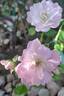 Satina rose photo