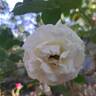 La Sauvagine Terre et Passion rose photo