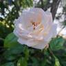 Catherine Frot rose photo