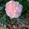 Joie de Vivre rose photo