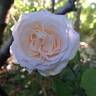 Perdita rose photo