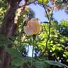 Isabelle Autissier ® rose photo
