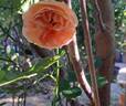 Auguste Escoffier ® rose photo