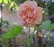 Château de Canon® rose photo