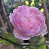 Silas Marner rose photo