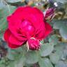 Hameau Duboeuf rose photo