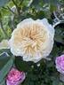 Bessie™ rose photo