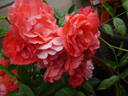 Orange Morsdag rose photo