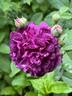 Genéral Stefánik rose photo