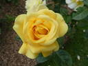 Arthur Bell rose photo