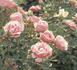 Europas Rosengarten rose photo