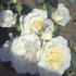 Kristall rose photo