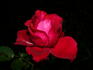 La Marseillaise ® rose photo