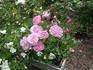 Eva Teschendorff rose photo