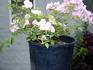 Pinkie rose photo