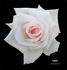 Leana rose photo