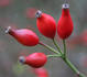 <i>Rosa elliptica</i> auct. eur. rose photo