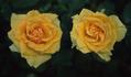 Goldstadt Pforzheim rose photo