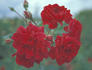 Heinfels rose photo