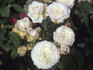 Heinrich Blanc rose photo