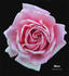 Waves rose photo