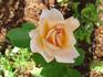 It's Showtime rose photo