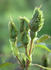 Crested Jewel rose photo