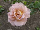 Edouard Vermeulen rose photo