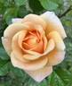 Bronze Dog rose photo