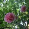 Côté Jardins rose photo