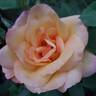 Gold Glow rose photo