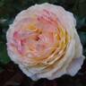 La Park rose photo