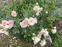 Matthias Claudius rose photo