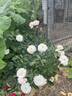 Ave Maria rose photo