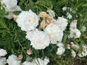 Madame Plantier rose photo
