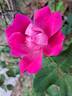 Rodin ® rose photo