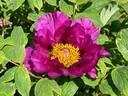 Era of Purple peony photo