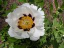 Snow lotus on icy mountain peony photo