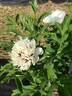 White swallow tail flecked with gold peony photo