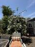 Aptos rose photo