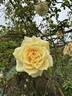Yellow Sweetheart, Cl. rose photo