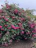 Lady Ann Kidwell rose photo