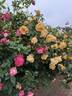 Lady Hillingdon (Tea, Lowe rose photo