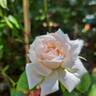 Catherine Frot rose photo