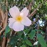 Sally Holmes rose photo