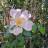 Sally Holmes rose photo