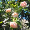 Clair Renaissance ™ rose photo