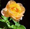 Isabelle Autissier ® rose photo