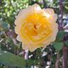 The Poet's Wife ™ rose photo