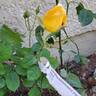 Sophia Renaissance rose photo